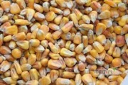 Sprzedam kukurydzę suchą 100 ton. Cena 720 zł . Możliwość transportu
