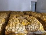 Witam, sprzedam ziemniaki jadalne. Odmiana soraya, ziemniaki  przechowywane w kopcu. Kaliber 4,5+, worek szyty, pakowane po 15 kg. Ilości...