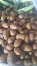 Sprzedam tirowe ilości ziemniaków jadalnych kaliber + 40 i + 50 Towar z chłodni.