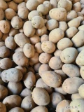 Sprzedam ziemniaki GALA kal: 35-45 towar nie pryskany 