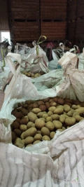 Sprzedam ziemniaki jadalne odmiana Belmondo, Queen Anna kaliber 45+ opakowanie big bag towar z jasnej ziemi po szczotkarce 
