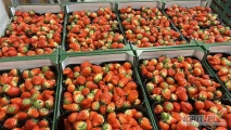 Witam we wtorek będzie dostawa truskawki z Holandii cena 9 zł/kg i także będzie dostawa truskawki z Grecji cena do uzgodnienia 
