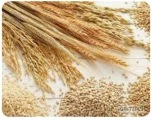 Nawiążemy stałą współpracę z dostawcami zbóż : pszenica , jęczmień , pszenżyto , kukurydza , rzepak.
