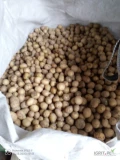 Sprzedam ziemniaki NOYA kaliber 28-45 zdrowe nie porośnięte  kilka ton opakowanie do uzgodnienia możliwość dostawy,faktura .