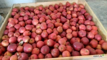 Sprzedam 100 palet jabłka Red Chief oraz 150 palet Prince. Komora otwarta 7 maja. KA PLUS FRESH. 