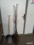 Sprzedam drzewka gruszy konferencji na pigwie S1 klasa 1, pozostałość po sadzeniu ok.170szt.
