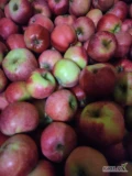 Jabłka ALWA pyszne soczyste aromatyczne średnica 7+