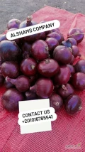 Egyptian fresh onion  Quantity unbeatable for order Contact via :whatsapp: +201016785541Email  :alshams.info@yahoo.com        