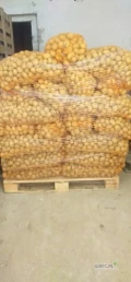 sprzedam ziemniaka wielkosc sadzeniaka melody 1600kg sunshine80kg &ueen anne 60kg ziemniak zdrowy nie porosnięty pozostałość po sadzeniu