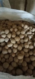Sprzedam ziemniaki odmiany Gala kaliber 30-40 opakowanie worek 25 kg lub big bag 