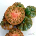 Wysokiej jakości świeże pomidory Pera
