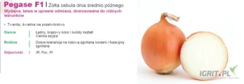 Nasiona cebuli firmy SAKATA oferuje GEPWEG dystrybutor nasion warzyw.Odmiany: żółta PEGASE F1,różowa ROSANNA, czerwona RED HERALD F1....