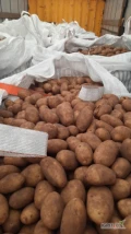 Sprzedam tirowe ilości ziemniaków jadalnych kaliber 50+ odmian żółtych. Cena 1.30zł/kg Big bag 