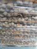 Ziemniaki Gala z jasnej ziemi szczotkowane w worku szytym 2,5kg 5,10,15kg. 