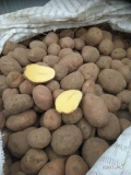 Ziemniaki czerwone odmiany Bellarosa z parchem. Kalibraż 55+ i 50+. Ilości tirowe. Pakowane w worek 15 kg lub big-bag. Kontakt 506769399.