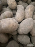 Na sprzedaż ładny zdrowy ziemniak jadalny ilość około 7 ton. Opakowanie do uzgodnienia możliwość spakowania w worek i big bag....