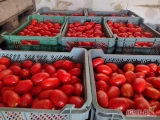 Sprzedam pomidora polnego DYNO/LIMA  sortowanego na  3 sorty. Więcej informacji pod numerem telefonu 511203762