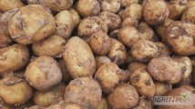 Sprzedam ilosci tirowe ziemniaka colomba w worku lub bb ladny gruby ziemniak na biezaco kopany zapraszam