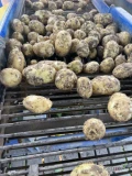 Ukopie jutro 200-300 worków ziemniaków 