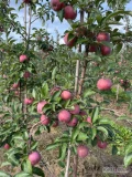 Sprzedam około 10 ton jabłka odmiany Empaier.Owoce grube i wybarwione bez gradu.
