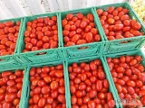Kupie pomidor typu lima jakość marketowa 