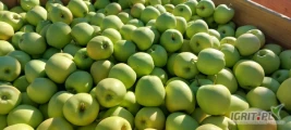 Sprzedam jabłko GOLDEN DELICIOUS kal. 65+ w skrzyniopaletach. Ilości tirowe. Cena 1.6 zł za kg. 