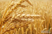 Cała Polska - kupimy pszenicę paszową oraz inne zboża. Odbiór własnym transportem z gospodarstwa.

