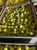 Sprzedam jabłka z KA+SF. Golden 6.5+ (po lekkim gradzie), Jonagored Supra, Prince, Boskoop, Czerwona Pinova. Tel 660 095 493