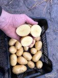 Sprzedam ziemniaki odmiany Quen Anna, zdrowy, z jasnej ziemi, bez skazy nadający się na mycie. Przygotuję dowolny kaliber w BB!
