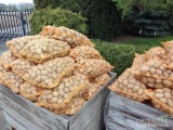 Sprzedam ziemniaki Soraya kal. 30-50, około 3 ton, rok po centrali.
