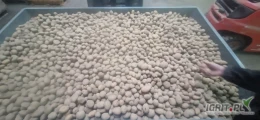 Sprzedam drobne ziemniaki odmiany Connect. Kaliber 30-50. Ok 13 ton.
