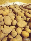 Sprzedam ziemniaki jadalne żółte IGNACY. Ładne czyste gładkie po szczotkarce ilości Tirowe. Kal 50+. Big bag lub worek wiązany 15kg