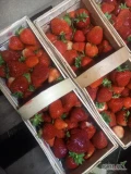 Sprzedam truskawki Marmolede 467 lubianek ok Warki 