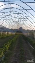 Zatrudnię osoby do pracy w gospodarstwie  uprawa malin truskawek i jabłek. 509722281