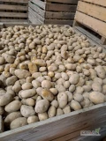 Witam zakupie ziemniaki jadalne od 45+ bigbag lub luz zainteresowanych zapraszam 