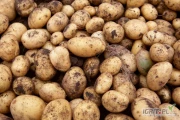 Kupie sadzeniaka ziemniaka. Odmiany:-Ludmiła-Inovator-Fontana-Edison