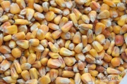 Sprzedam kukurydzę suchą 100-500 ton .