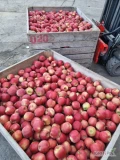 Sprzedam jabłka odmiany Red Jonaprince i Red Jonaprince Select. certyfikat IPO, bez gradu i parcha, pryskany na długie przechowywanie....