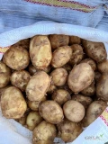 Sprzedam ziemniaki młode z Rumunii. Możliwość spakowania w dowolne opakowanie