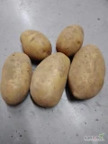 Ziemniaki odmiany Vega kaliber od 3,5 do 4,5 bardzo smaczne