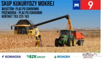 KUKURYDZA  -Prowadzimy kontraktację i skup kukurydzy mokrej  na terenie woj. małopolskiego, świętokrzyskiego i podkarpackiego z...