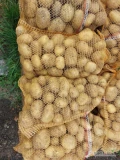 Witam sprzedam ziemniaki Colombo towar gruby z jasnej ziemi 