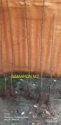 Sprzedam drzewka jabłoni jednoroczne, pozostałości :Empire M 26  I wybór  270szt Szampion M 7  II wybór 1500 sztLigol M7  II...