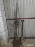 Sprzedam drzewka owocowe. JABŁONIE-Golden               M9, P14-Prince Select           M9, P60-Szampion.              ...