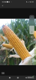 Skup kukurydzy mokrej wilgotności do 30%Powyżej obniżka  poniżej plus dopłata do wilgotności możliwość odbioru z gospodarstwa...