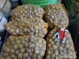Sprzedam ziemniaki Colombo w kalibrazu sadzeniakowym 35-50 w worku 25 kg ilość 4 tony cena transport do ustalenia 