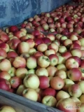 Sprzedam jabłka tegoroczne za wagę w skrzyni. Zbiór wrzesień/październik.
