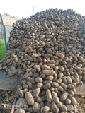 Ziemniaki Catania kaliber 5 plus zdrowy z ciemnej  ziemi