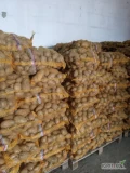 Sprzedam ziemniaki jadalne żółte 45+ z chłodni po szczotkarce worek 15 kg na palecie ofoliowane 70 sztuk przygotowane 30 palet