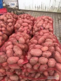 Sprzedam ziemniaki czerwone kaliber 45+ ,bez parcha z jasnej ziemni 
